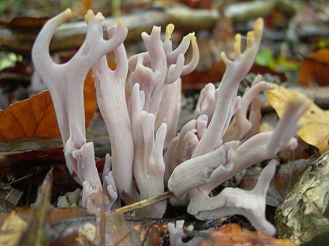 Clavaria   zollingeri    Lv.